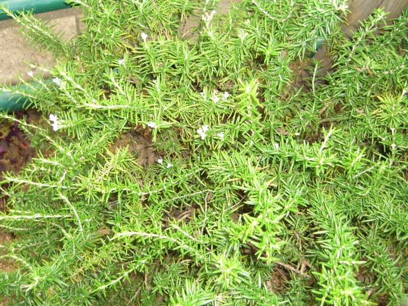 f:id:TeramotoM:20110708163617j:image:w360 f:id:TeramotoM:20110708163617j:image:w360