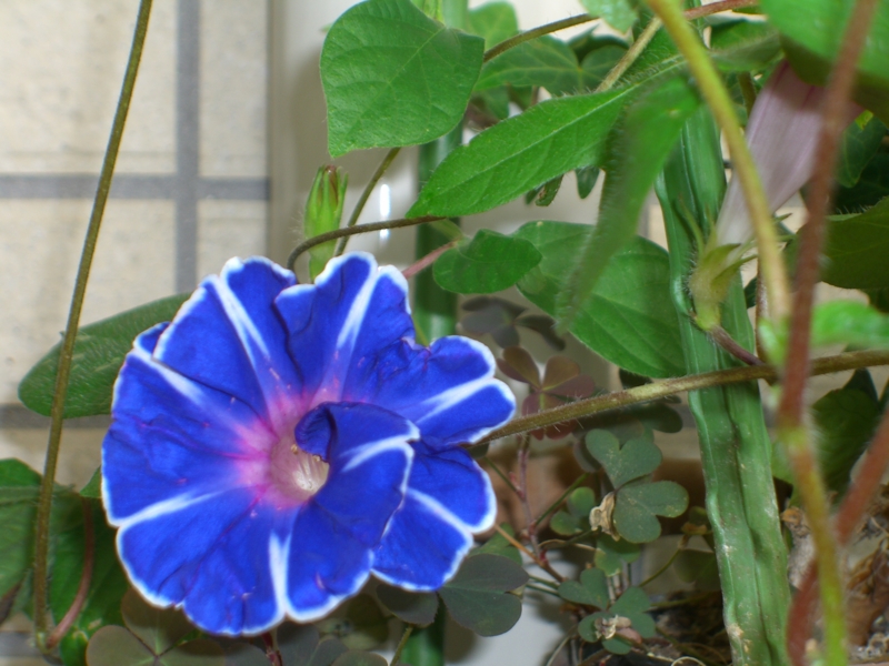f:id:TeramotoM:20110709074348j:image:w360