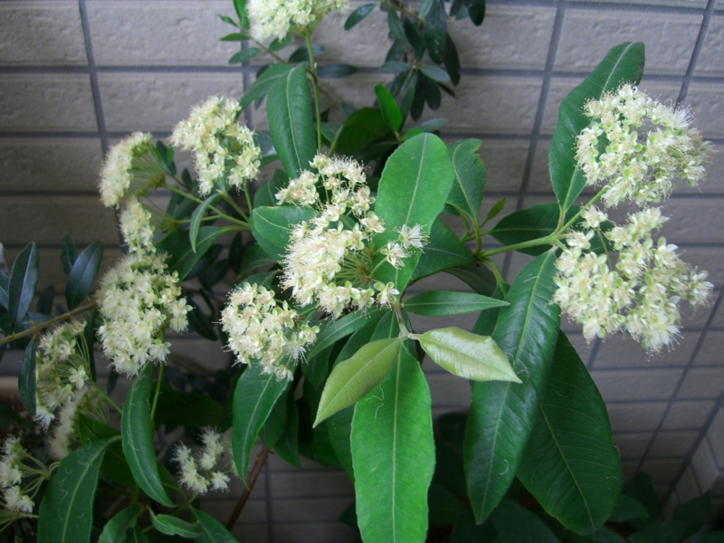 f:id:TeramotoM:20110718115327j:image:w360