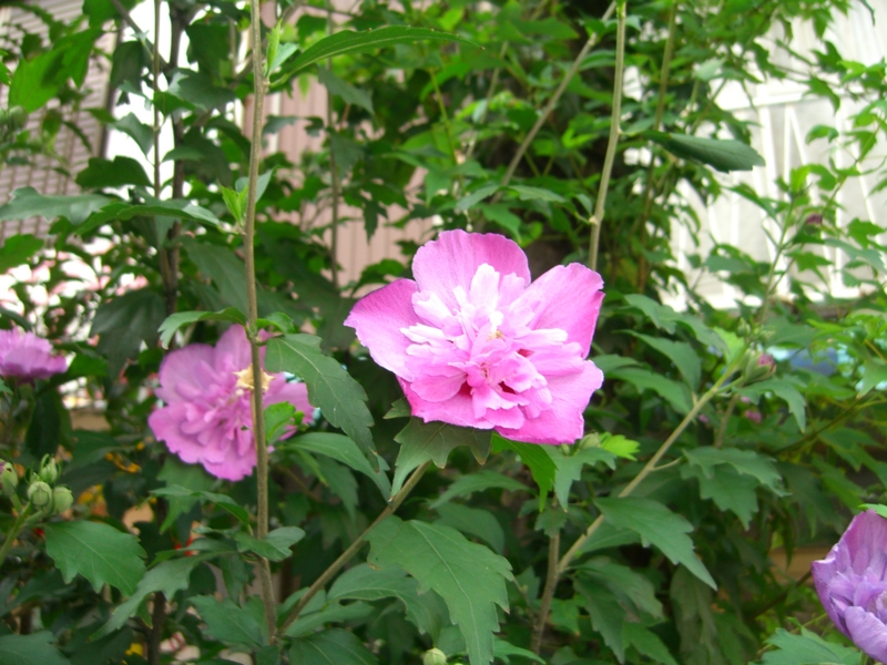 f:id:TeramotoM:20110725155005j:image:w360