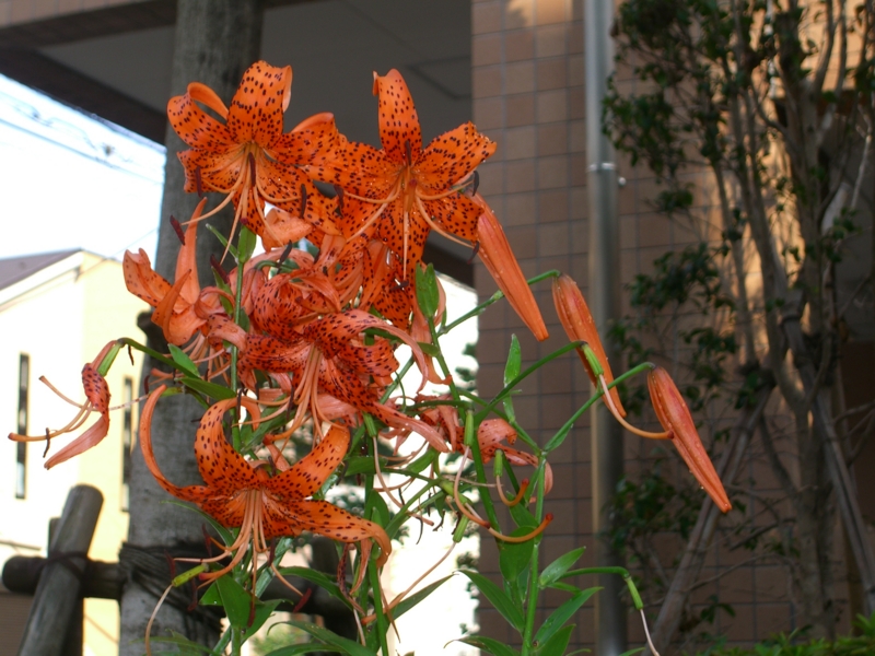 f:id:TeramotoM:20110725160253j:image:w360