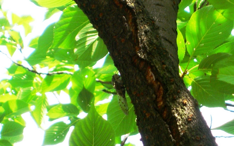 f:id:TeramotoM:20110730150819j:image:w360