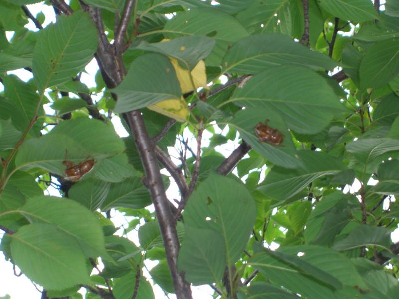 f:id:TeramotoM:20110730150952j:image:w360
