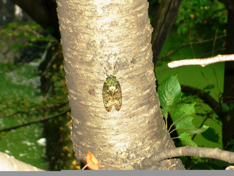 f:id:TeramotoM:20110804165736j:image:w360