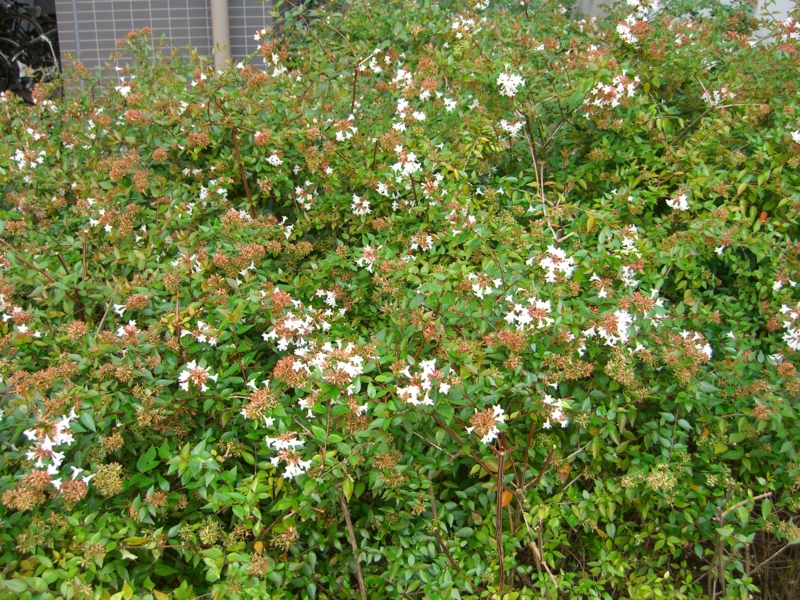 f:id:TeramotoM:20111030101216j:image:w360 f:id:TeramotoM:20111030101216j:image:w360