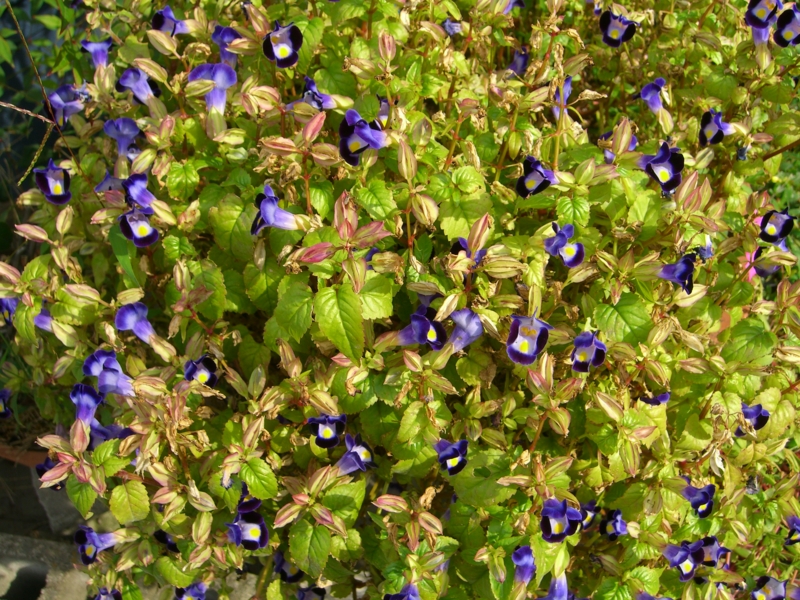 f:id:TeramotoM:20111030101446j:image:w360