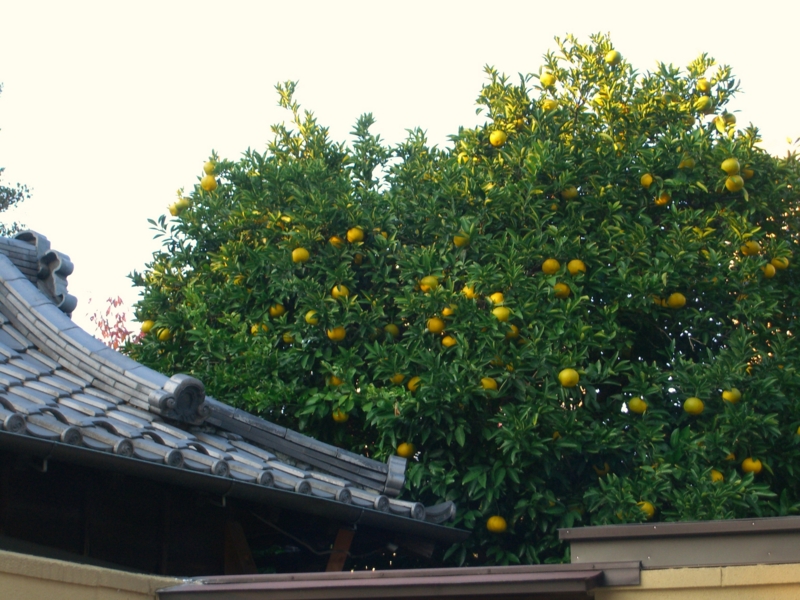 f:id:TeramotoM:20111117154624j:image:w360 f:id:TeramotoM:20111117154624j:image:w360