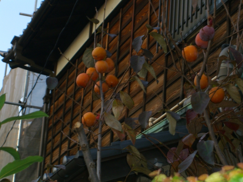 f:id:TeramotoM:20111117161317j:image:w360