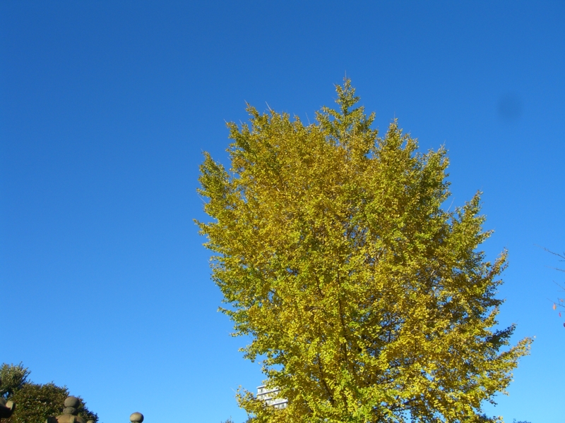 f:id:TeramotoM:20111204141807j:image:w360 f:id:TeramotoM:20111204141807j:image:w360