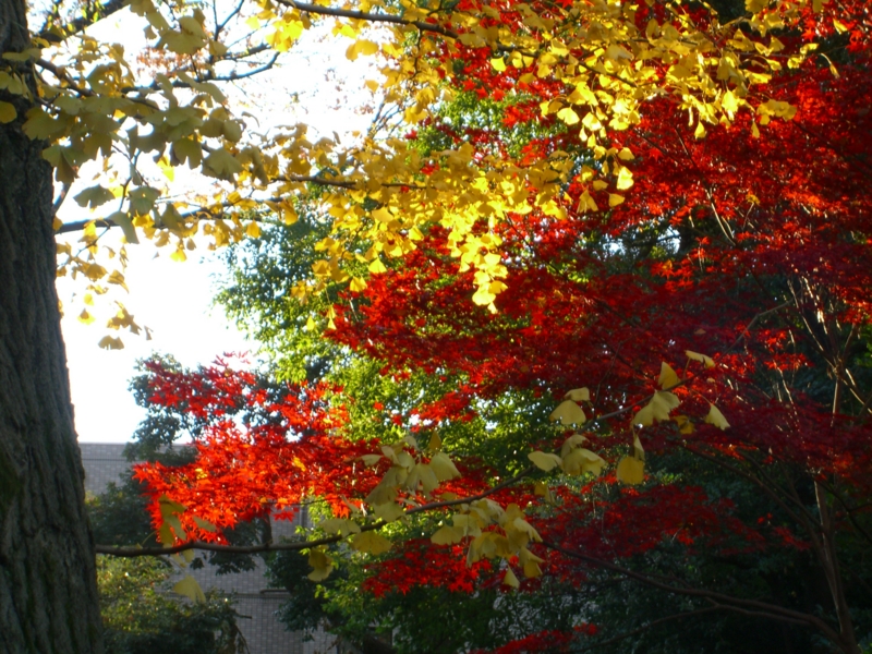 f:id:TeramotoM:20111211145155j:image:w360