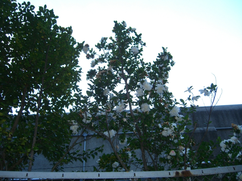 f:id:TeramotoM:20120112154301j:image:w360