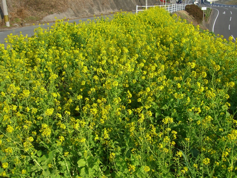 f:id:TeramotoM:20120227162539j:image:w360