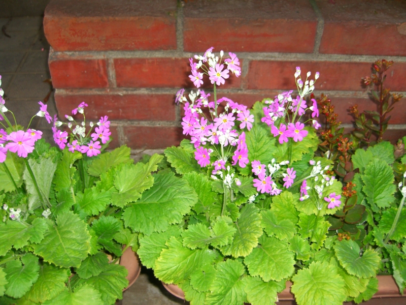 f:id:TeramotoM:20120316063617j:image:w360