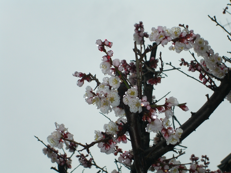 f:id:TeramotoM:20120318063729j:image:w360