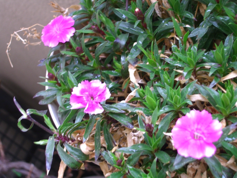 f:id:TeramotoM:20120323094454j:image:w360