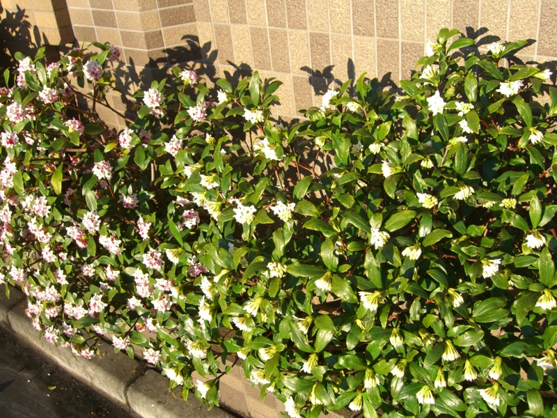 f:id:TeramotoM:20120325065341j:image:w360