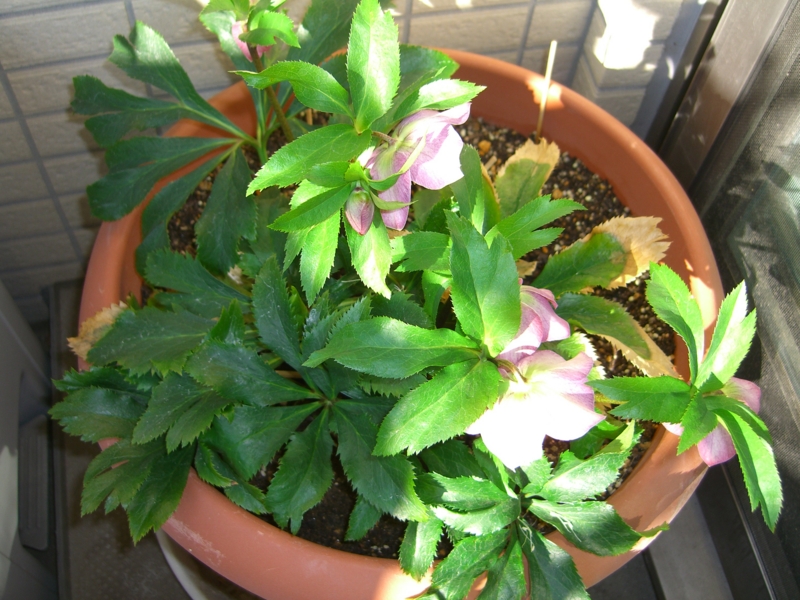 f:id:TeramotoM:20120327074423j:image:w360