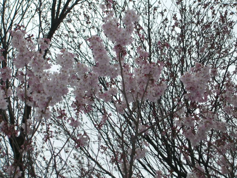 f:id:TeramotoM:20120330064610j:image:w360