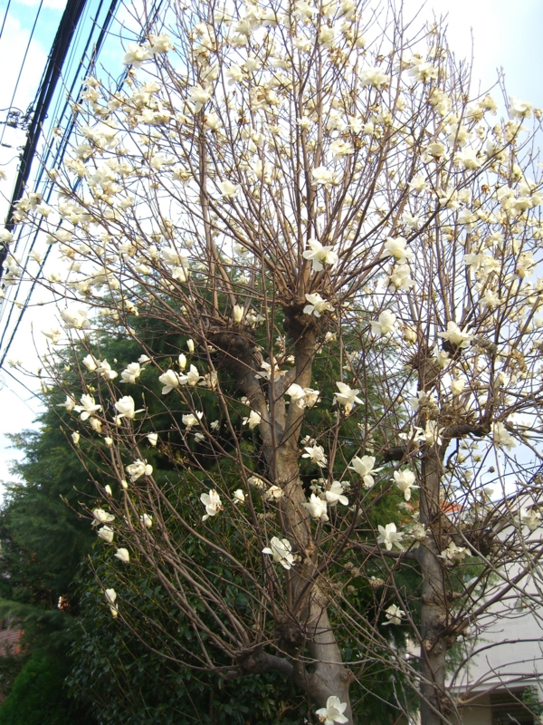 f:id:TeramotoM:20120401164230j:image:w360