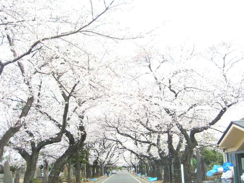f:id:TeramotoM:20120408064408j:image:w360