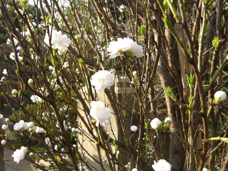 f:id:TeramotoM:20120408065257j:image:w360