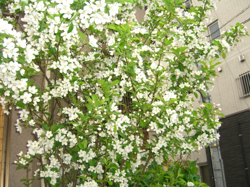 f:id:TeramotoM:20120420063131j:image:w360 f:id:TeramotoM:20120420063131j:image:w360