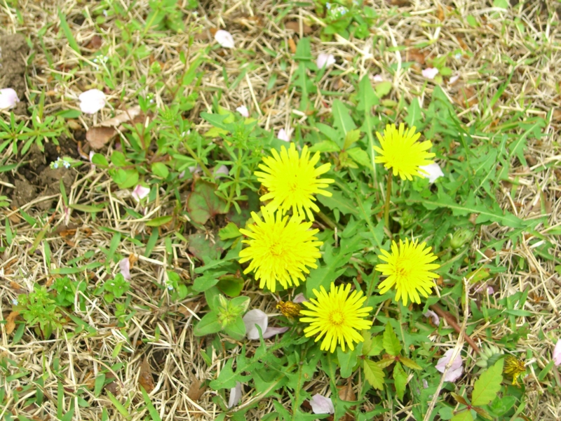 f:id:TeramotoM:20120421130117j:image:w360 f:id:TeramotoM:20120421130117j:image:w360