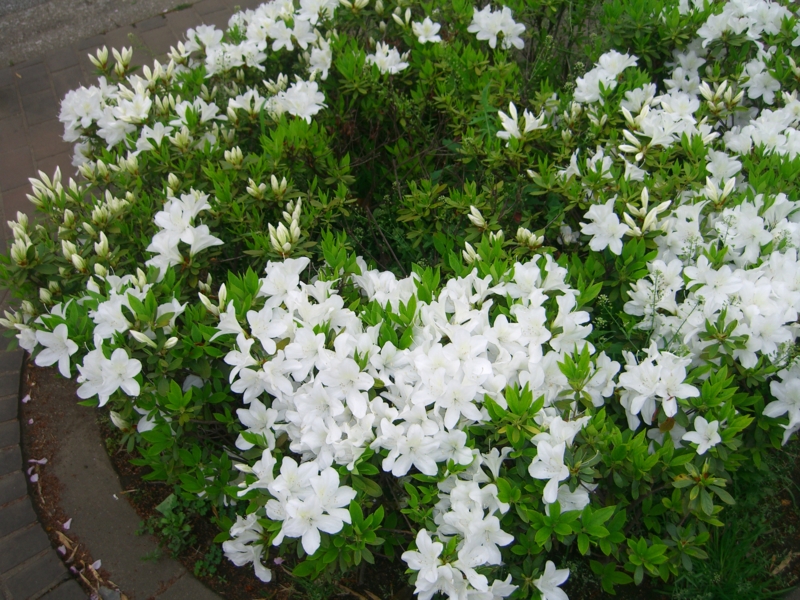f:id:TeramotoM:20120426064100j:image:w360 f:id:TeramotoM:20120426064100j:image:w360