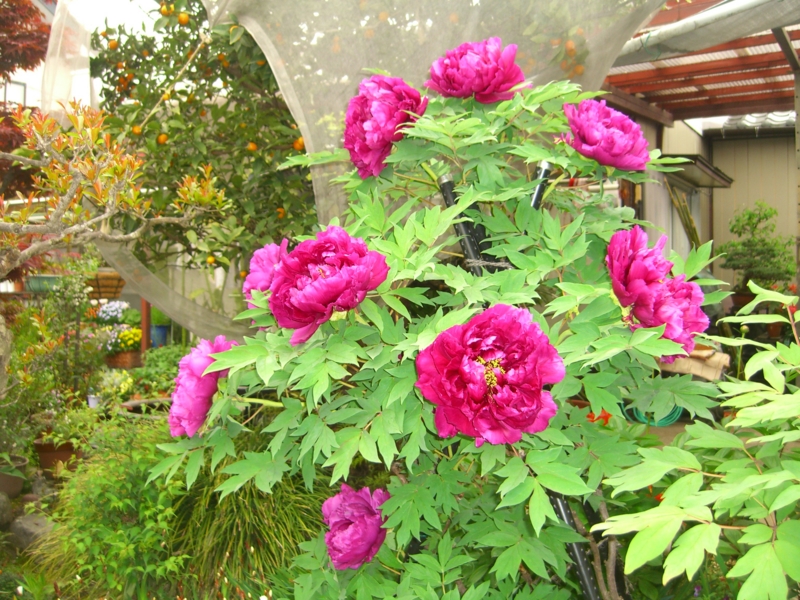 f:id:TeramotoM:20120430160106j:image:w360