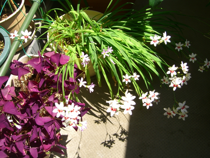 f:id:TeramotoM:20120519100634j:image:w360