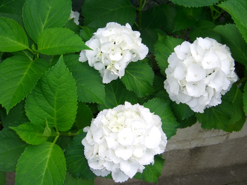 f:id:TeramotoM:20120607065024j:image:w360