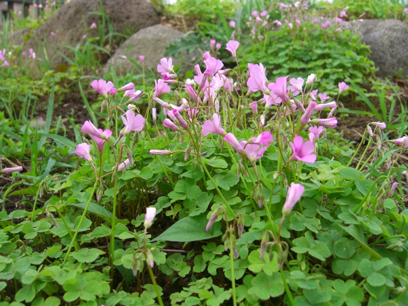 f:id:TeramotoM:20120624150633j:image:w360