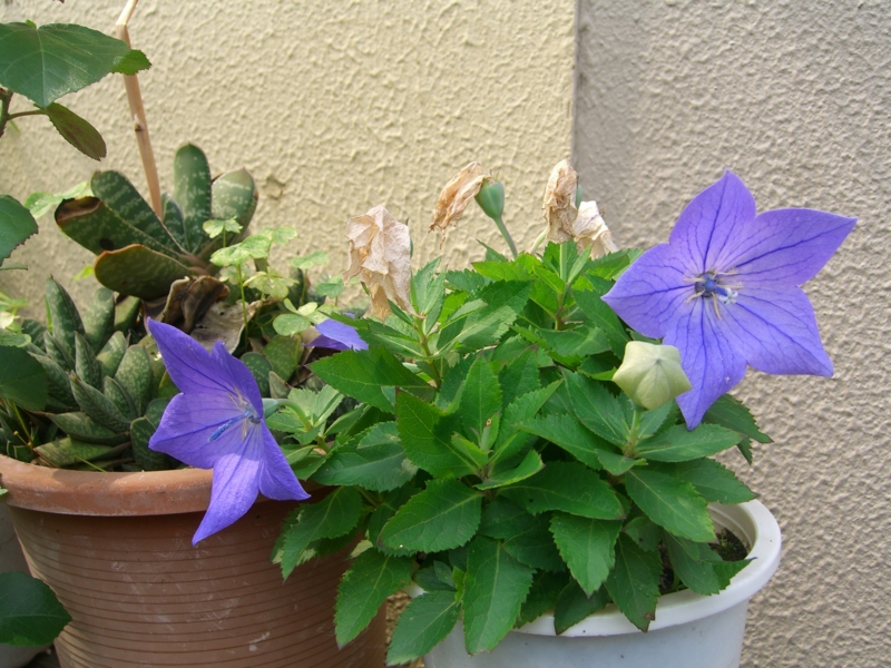 f:id:TeramotoM:20120624150734j:image:w360