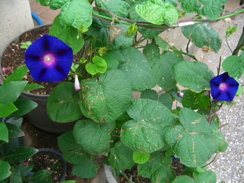 f:id:TeramotoM:20120629061621j:image:w360 f:id:TeramotoM:20120629061621j:image:w360