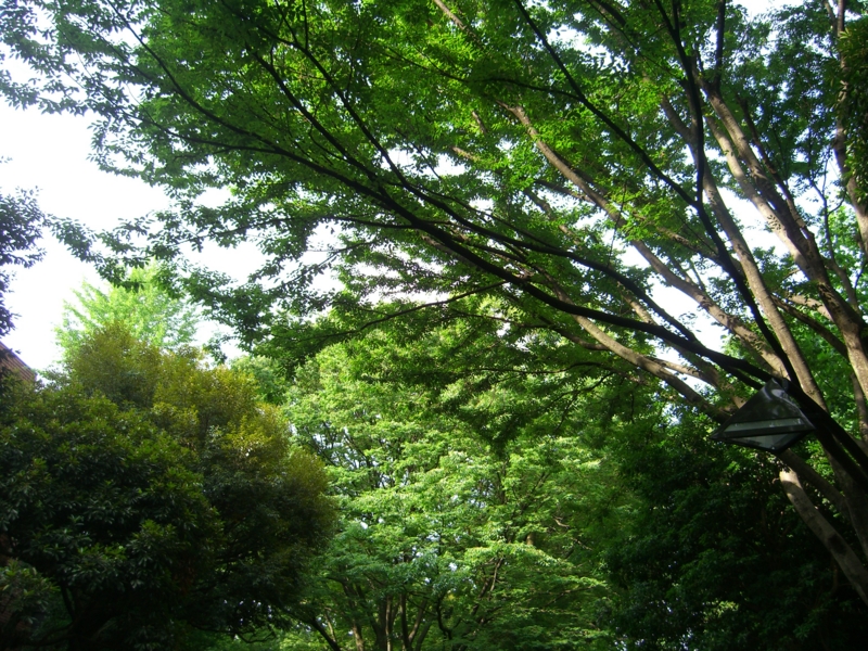 f:id:TeramotoM:20120701071831j:image:w360