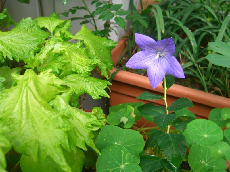f:id:TeramotoM:20120703102110j:image:w360