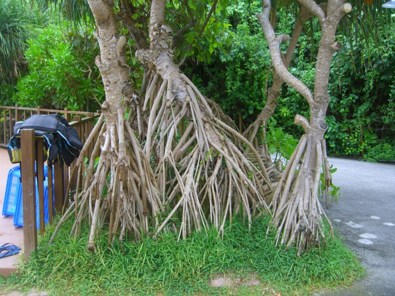 f:id:TeramotoM:20120709133436j:image:w360