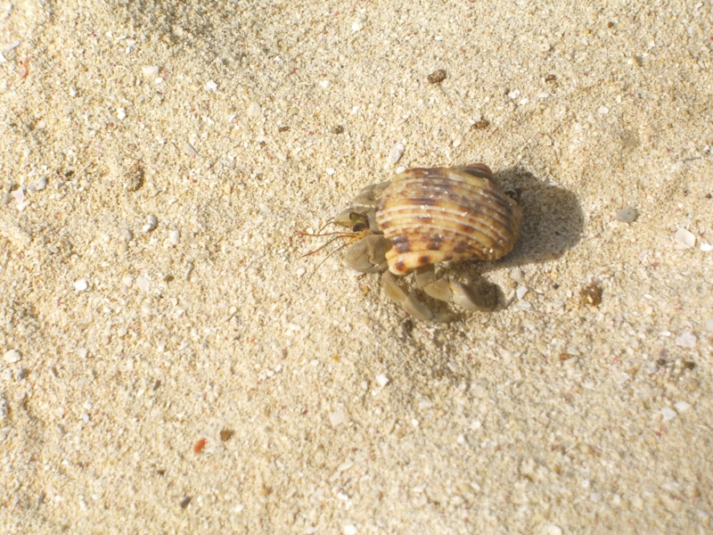f:id:TeramotoM:20120711092207j:image:w360