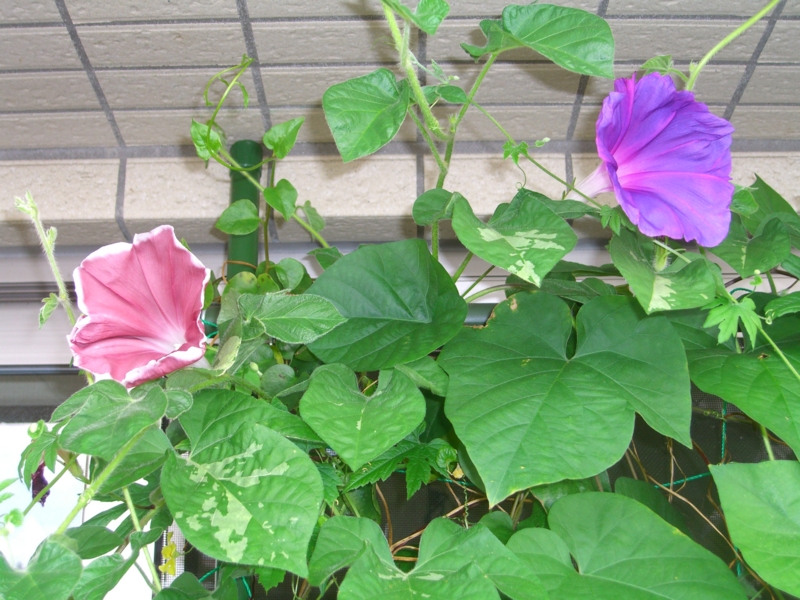 f:id:TeramotoM:20120802084619j:image:w360