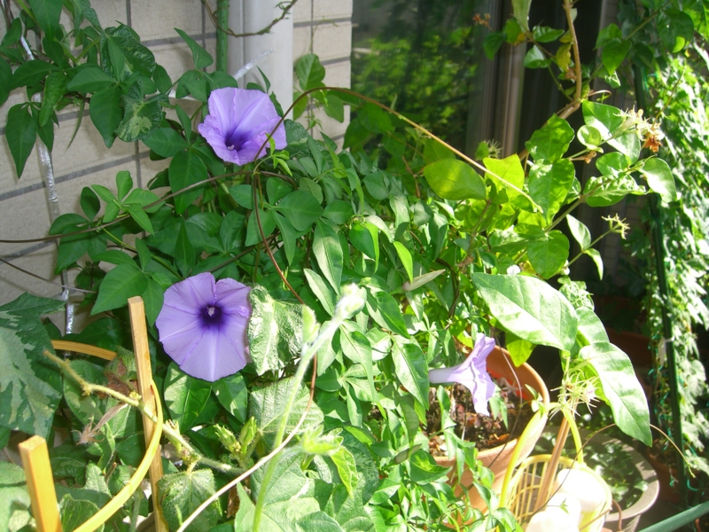 f:id:TeramotoM:20120804074943j:image:w360