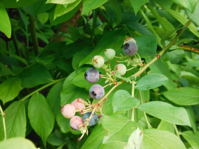 f:id:TeramotoM:20120808153312j:image:w360 f:id:TeramotoM:20120808153312j:image:w360
