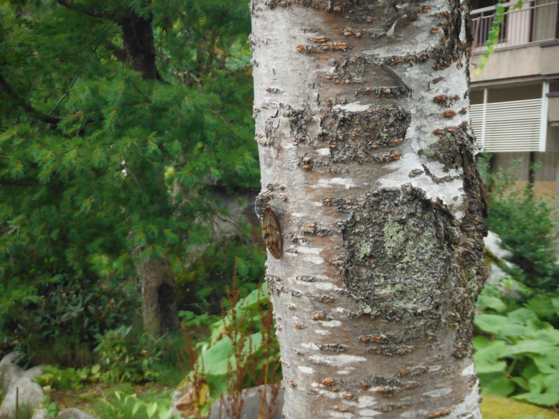 f:id:TeramotoM:20120809111751j:image:w360