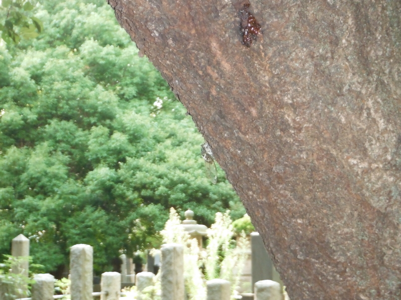 f:id:TeramotoM:20120818161243j:image:w360