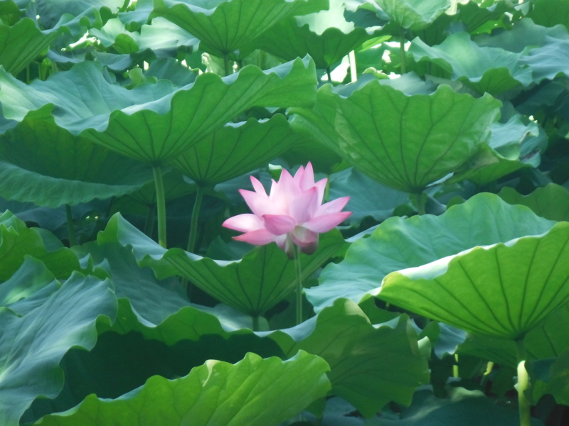 f:id:TeramotoM:20120819084323j:image:w360