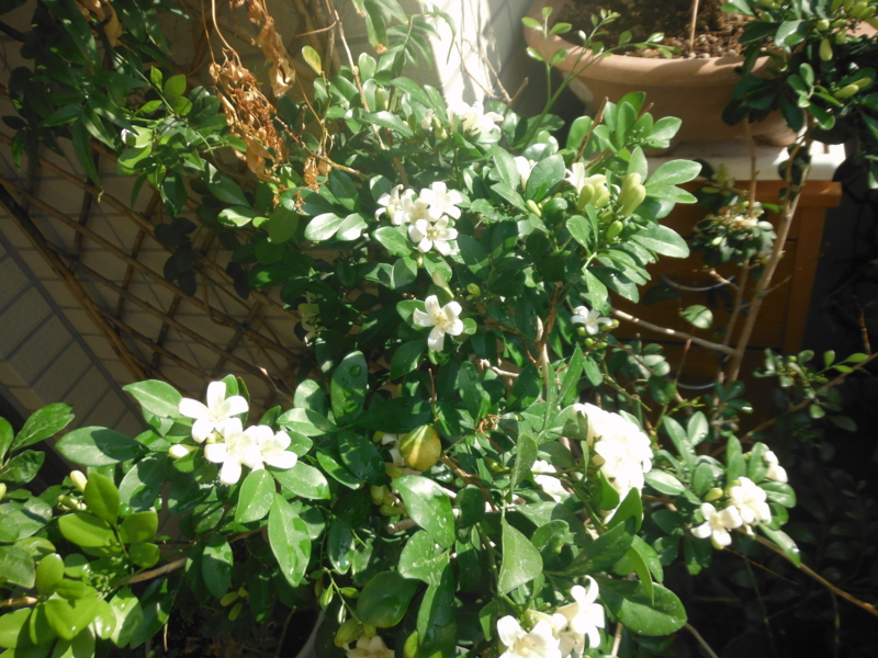 f:id:TeramotoM:20120911082423j:image:w360