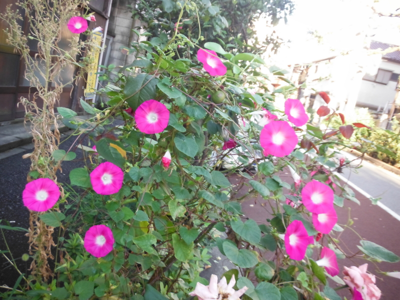 f:id:TeramotoM:20120924062859j:image:w360