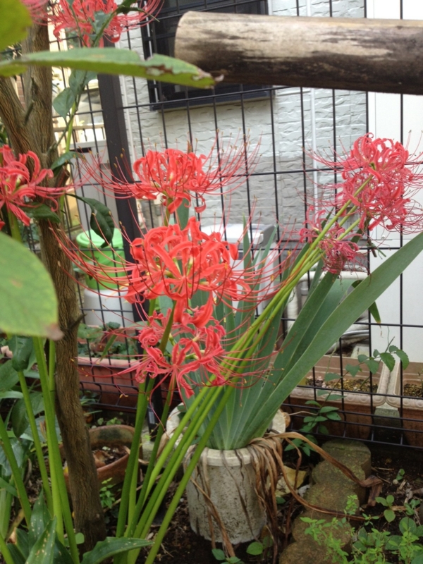 f:id:TeramotoM:20120930085915j:image:w360