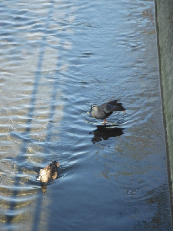 f:id:TeramotoM:20121021114317j:image:w360