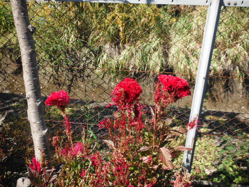f:id:TeramotoM:20121021115512j:image:w360