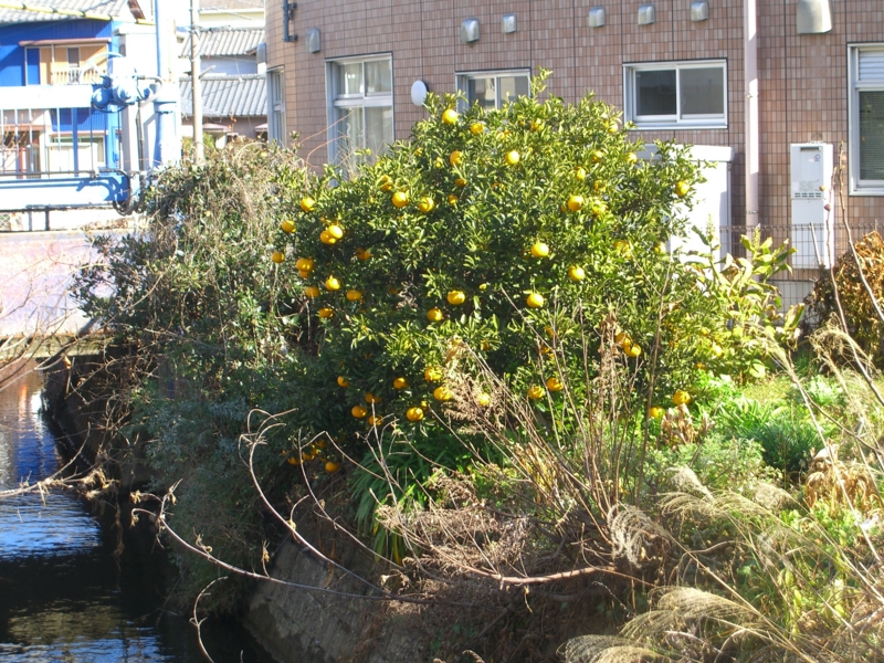 f:id:TeramotoM:20130101111508j:image:w360 f:id:TeramotoM:20130101111508j:image:w360